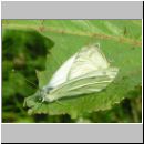 Pieris napi - Gruenaderweissling 04.jpg